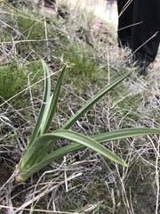Toxicoscordion paniculatum