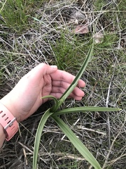 Toxicoscordion paniculatum