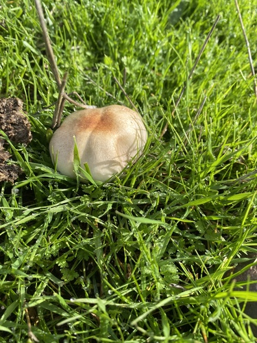 iNaturalist observation photo of Fungi Including Lichens