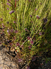 Trifolium variegatum