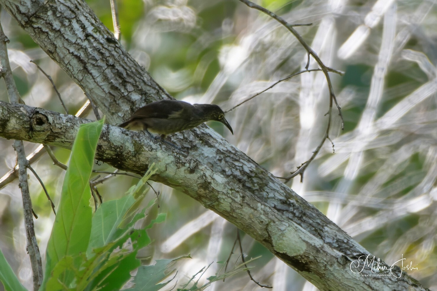 Long-billed Honeyeater (Melilestes megarhynchus), photo 6