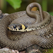 Grass Snake - Photo (c) Andreas Eichler, some rights reserved (CC BY-SA)