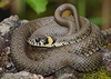 Grass Snake - Photo (c) Andreas Eichler, some rights reserved (CC BY-SA)
