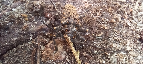 Oreodera tenebrosa thumbnail