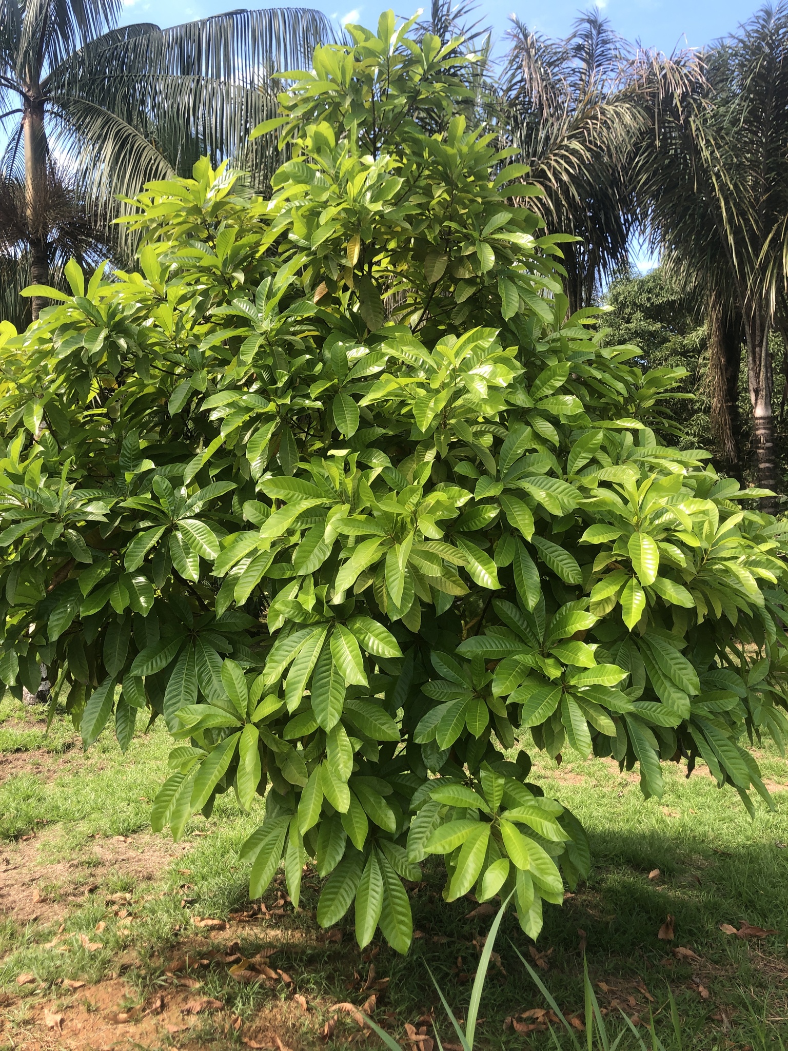 Imagem de Fruta Abil