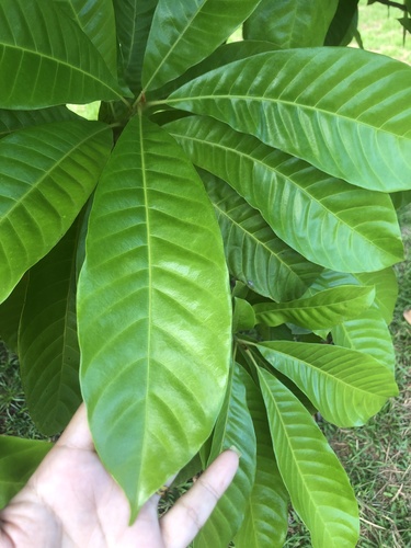 Foto de Fruta Abil