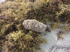 Callyspongia plicifera