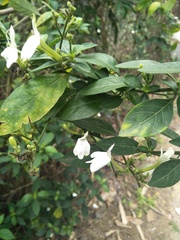 Rhinacanthus nasutus