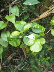 Rhinacanthus nasutus