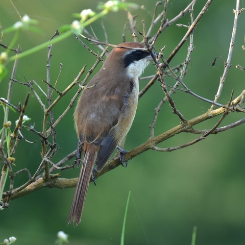 Alcaudón pardo (Lanius cristatus)