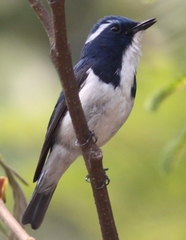 Ficedula superciliaris