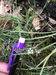 Lomatium linearifolium