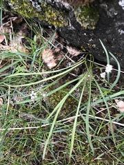 Lomatium linearifolium