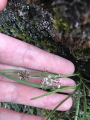 Lomatium linearifolium