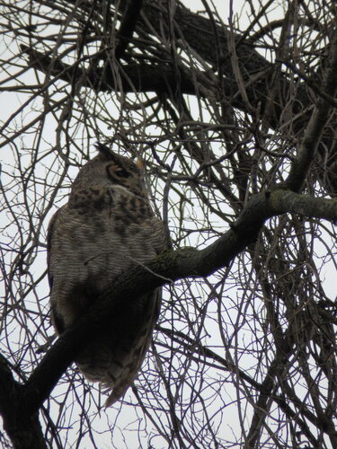 Great Horned Owl photographed in Pennsylvania