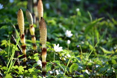 Equisetum telmateia telmateia