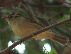 Phylloscopus magnirostris