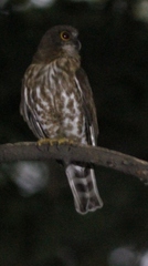 Ninox scutulata