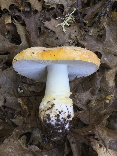 Sunshine Amanita