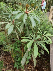 Anopterus macleayanus