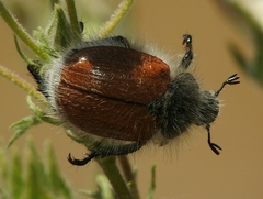 Paracotalpa