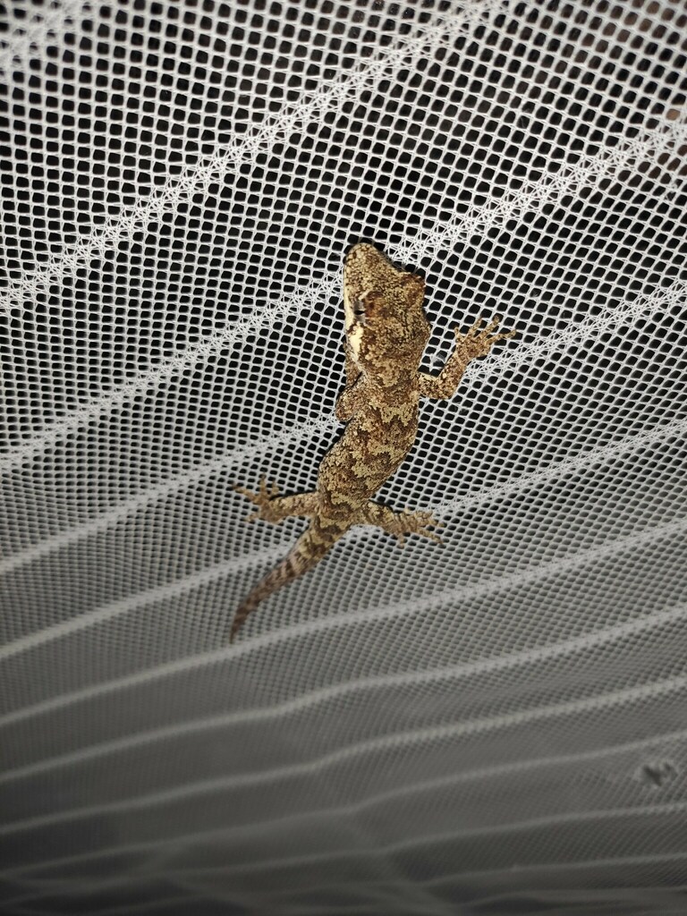 Forest Gecko In February 2024 By Gravisus INaturalist   Large 