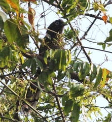 Phaenicophaeus viridirostris