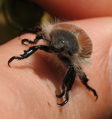 Paracotalpa
