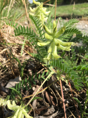 Astragalus tennesseensis