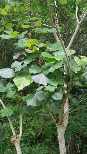 Erythrina variegata