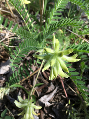 Astragalus tennesseensis