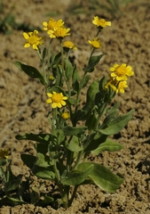 Monolopia stricta