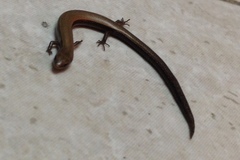 Ablepharus rueppellii