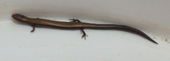 Ablepharus rueppellii