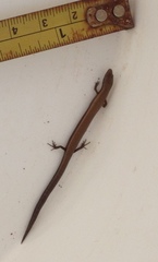 Ablepharus rueppellii