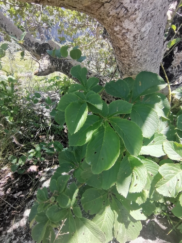 Cyphostemma woodii