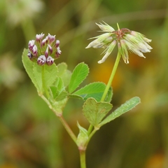 Trifolium gracilentum