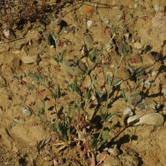 Eriogonum gracillimum