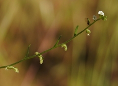 Pectocarya penicillata
