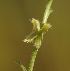 Pectocarya penicillata