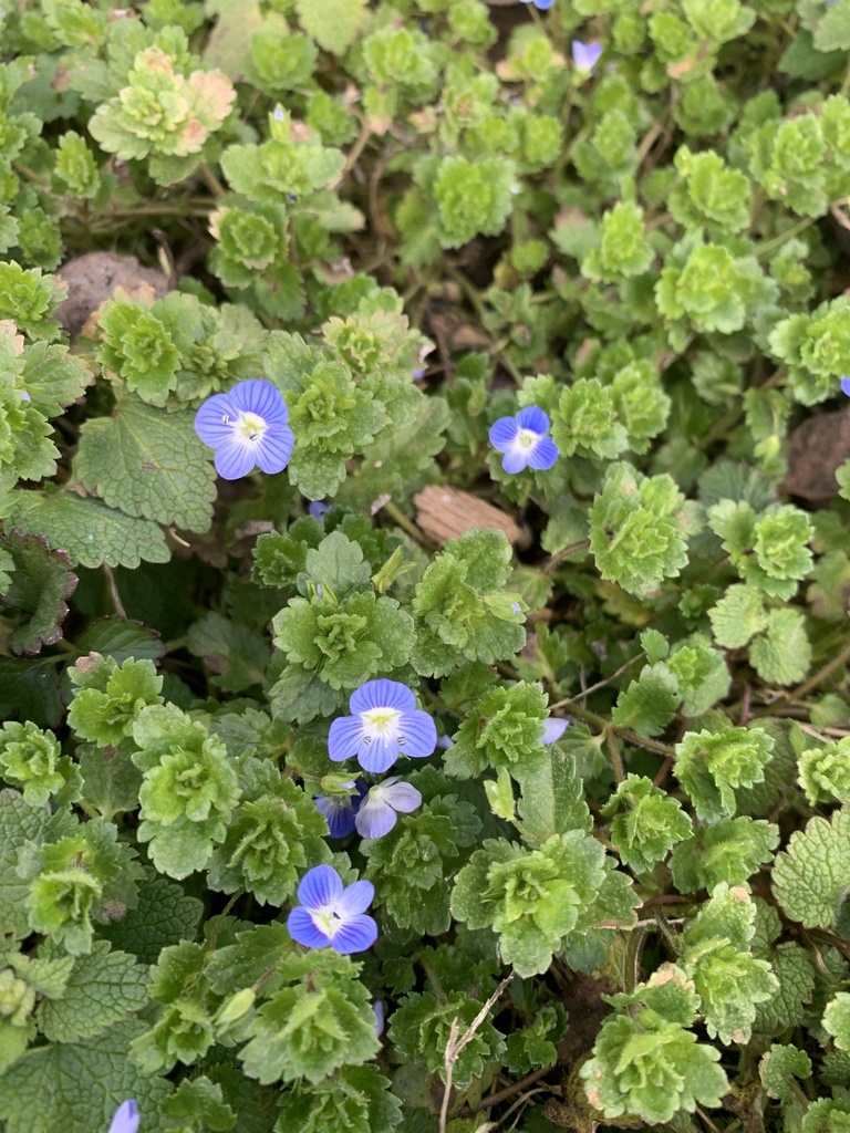 bird'seye speedwell from Atwood Dr, Richmond, KY, US on 02 February
