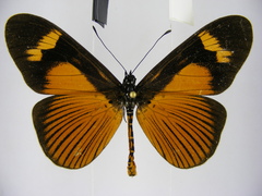 Acraea tellus
