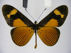 Acraea tellus