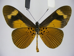 Acraea tellus