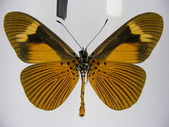 Acraea tellus