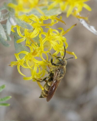 Dioxys aurifusca