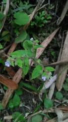 Thyrocarpus sampsonii