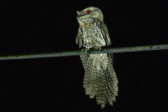 Papuan Frogmouth photo 3