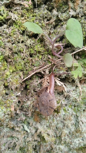 Aegista impexa