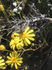 Senecio lemmonii